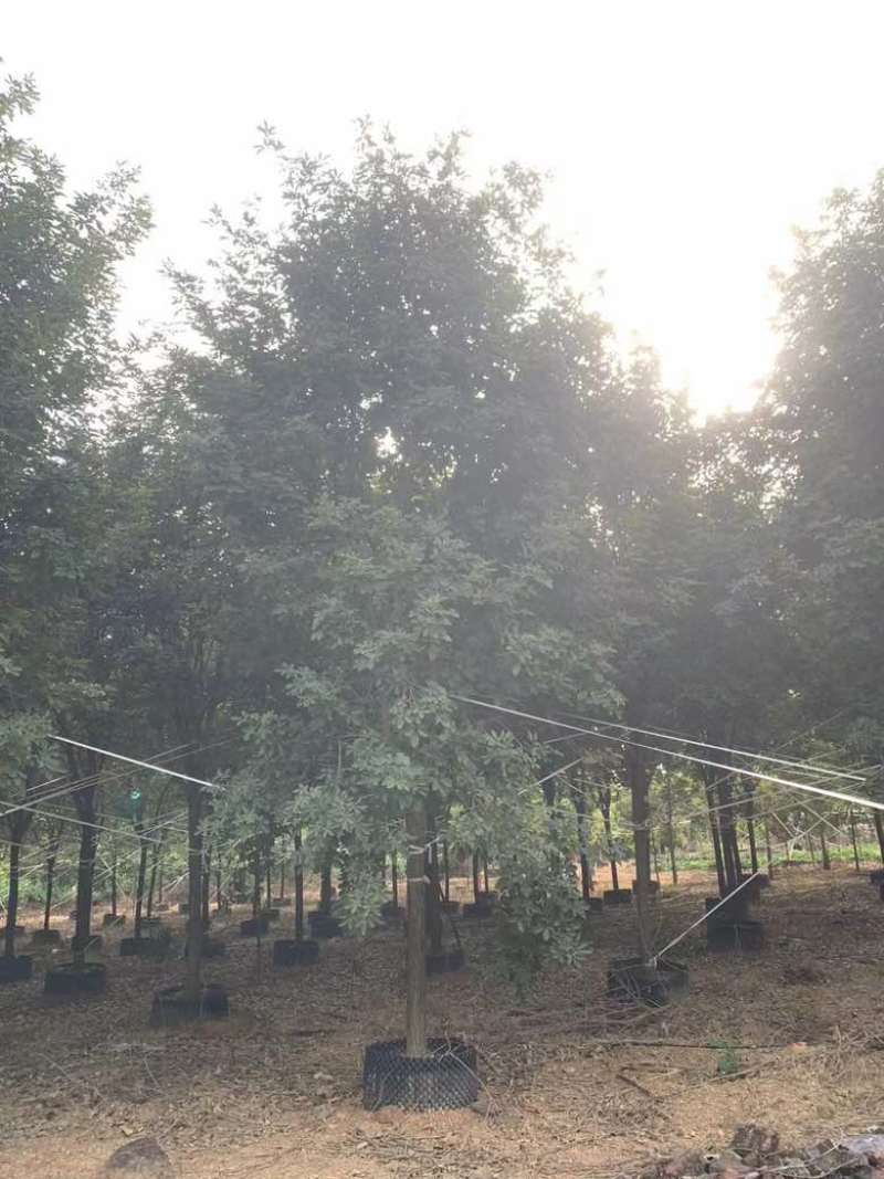 黄花风铃木10分-15分全冠，低价出售