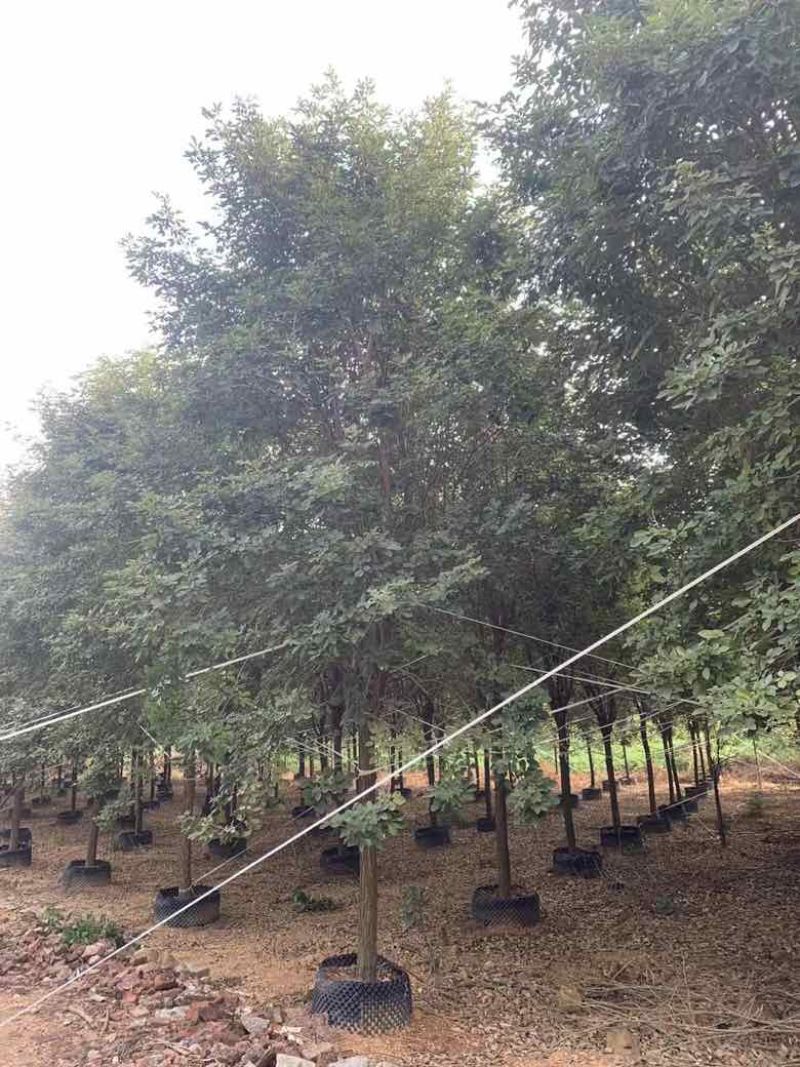 黄花风铃木10分-15分全冠，低价出售