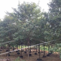 黄花风铃木10分-15分全冠，低价出售