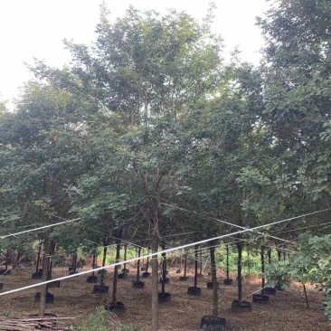 黄花风铃木10分-15分全冠，低价出售