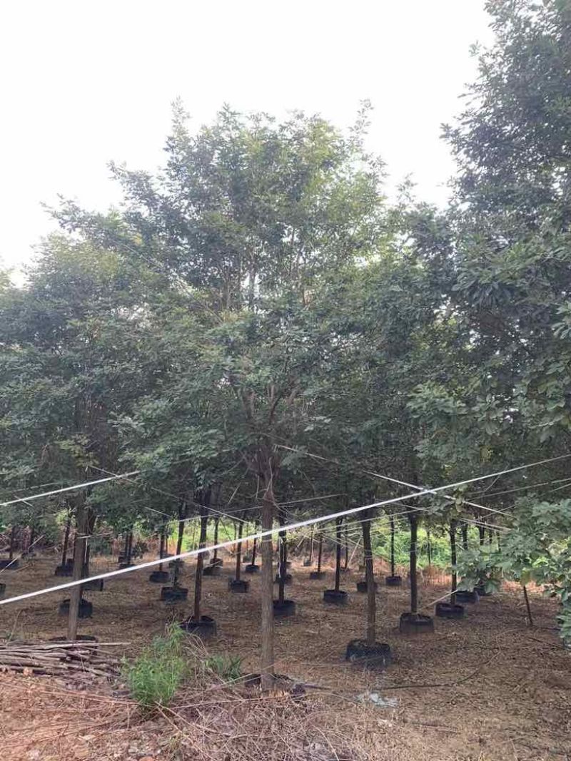 黄花风铃木10分-15分全冠，低价出售