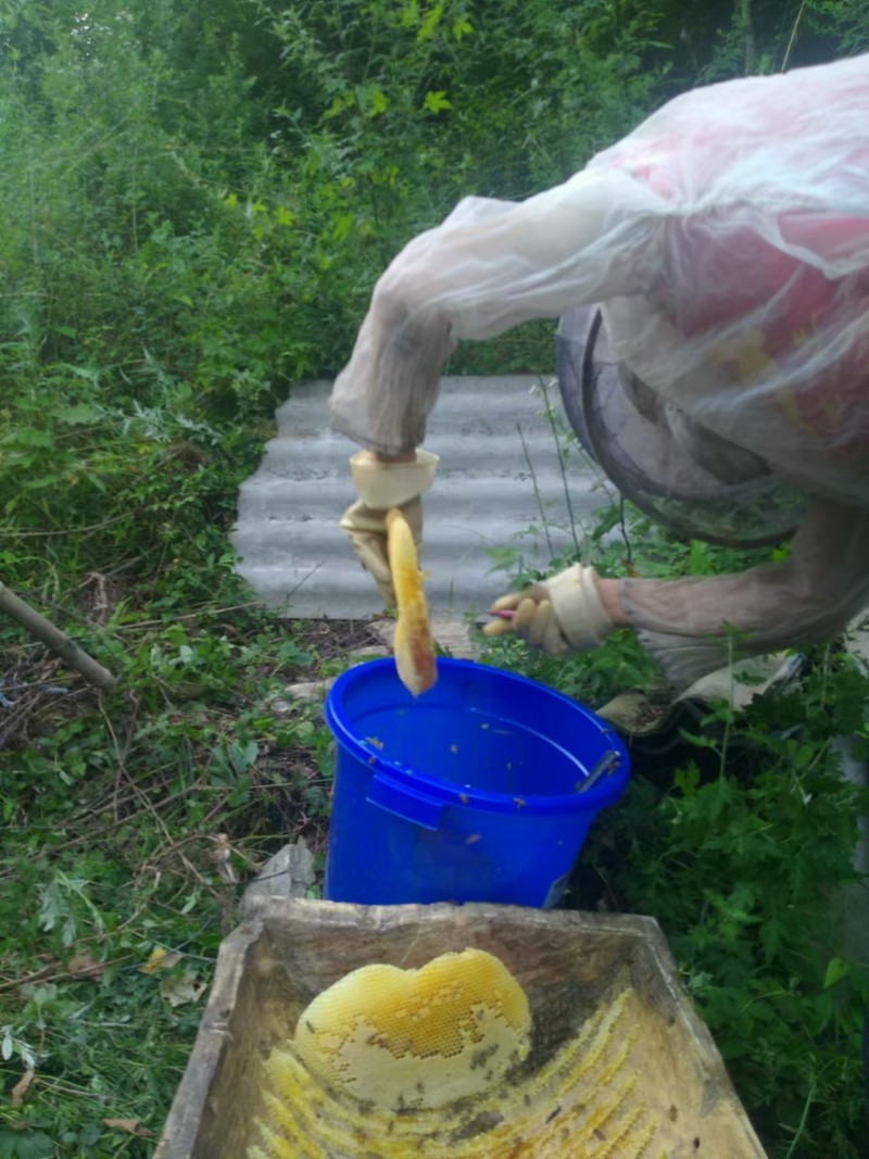 百花土蜂蜜来自于大山深处，蜜蜂采集野生百花酿造而成一年取一次