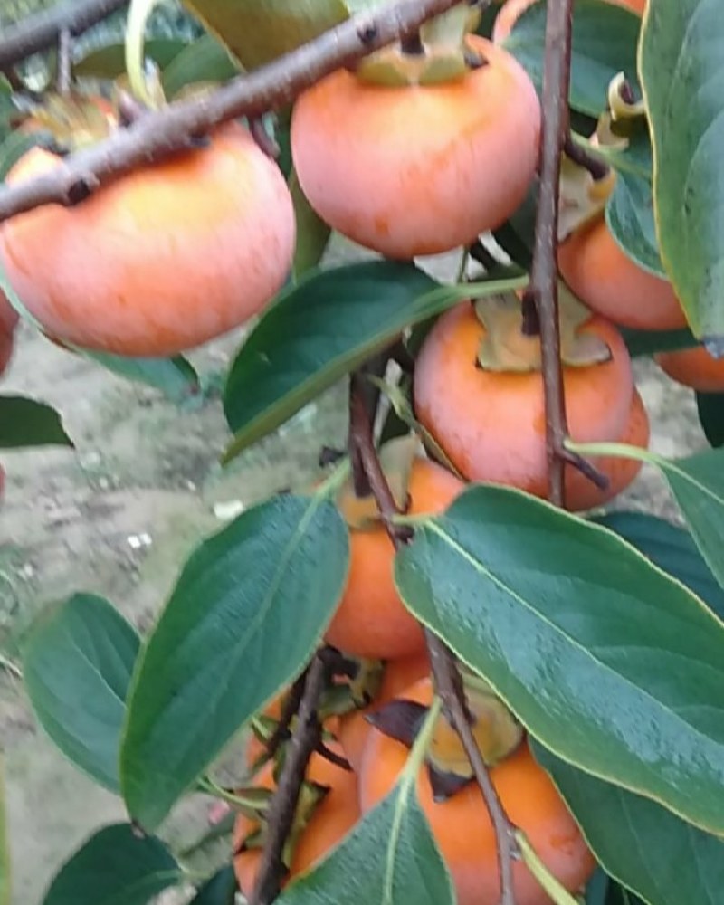 火葫芦柿子