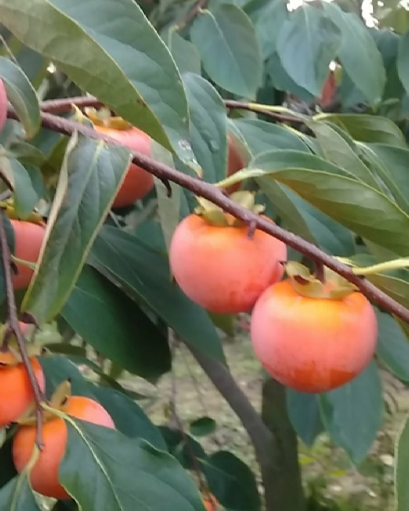 火葫芦柿子