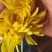 金丝皇菊