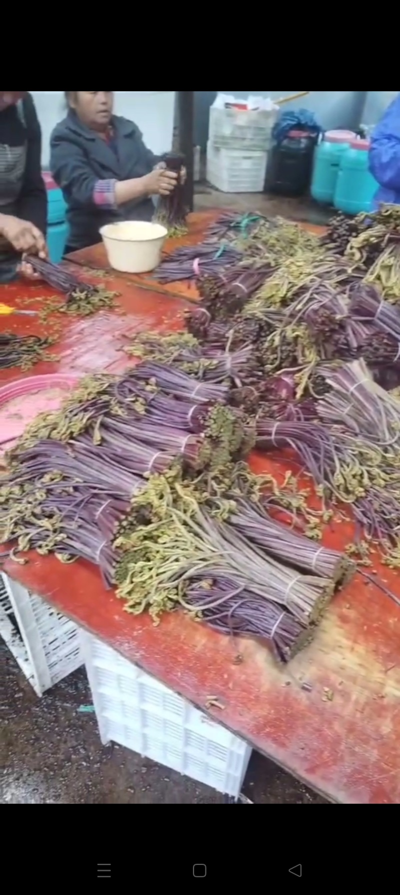 蕨菜熟腌蕨菜