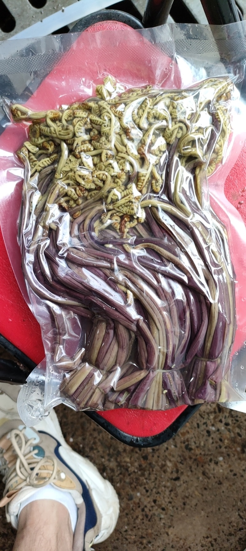 蕨菜熟腌蕨菜