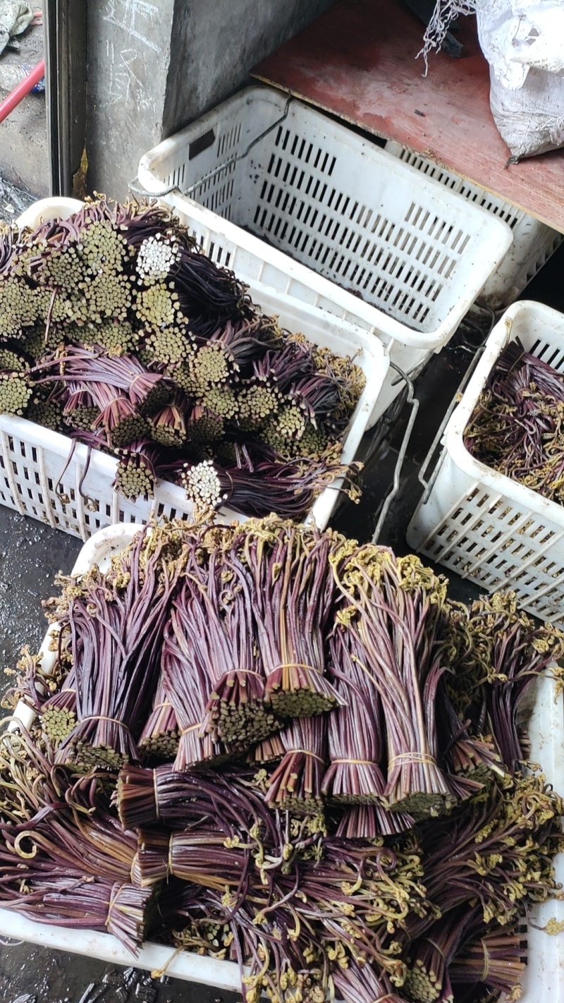 蕨菜熟腌蕨菜
