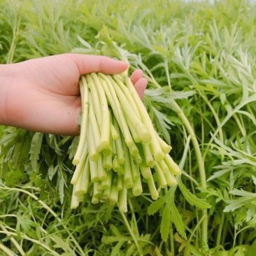 苏北芦蒿精品芦蒿头茬嫩茎当天采当天发