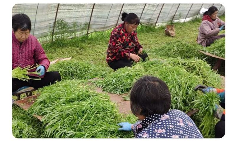 苏北芦蒿精品芦蒿头茬嫩茎当天采当天发