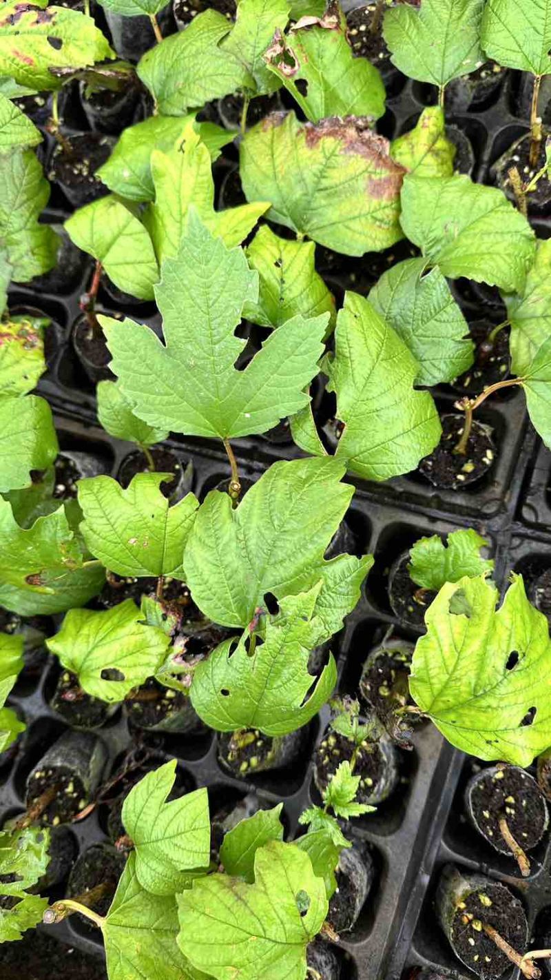 欧洲木绣球低价处理