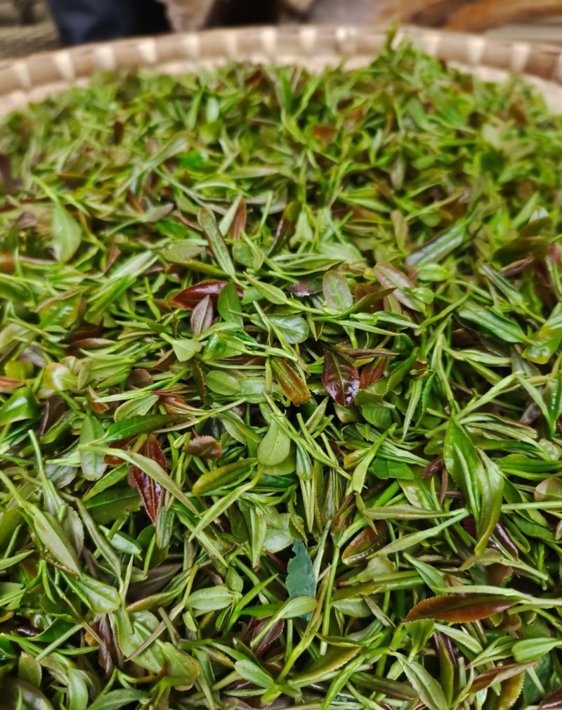 茶叶
