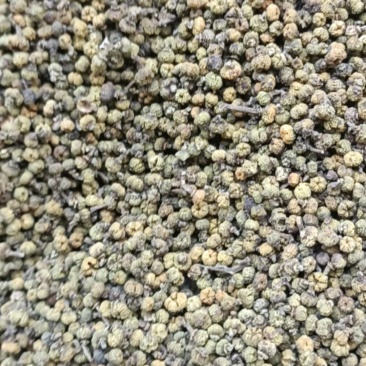 茣茱萸