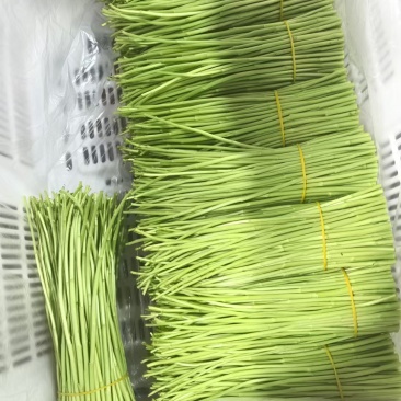 云南藜蒿（芦蒿）
