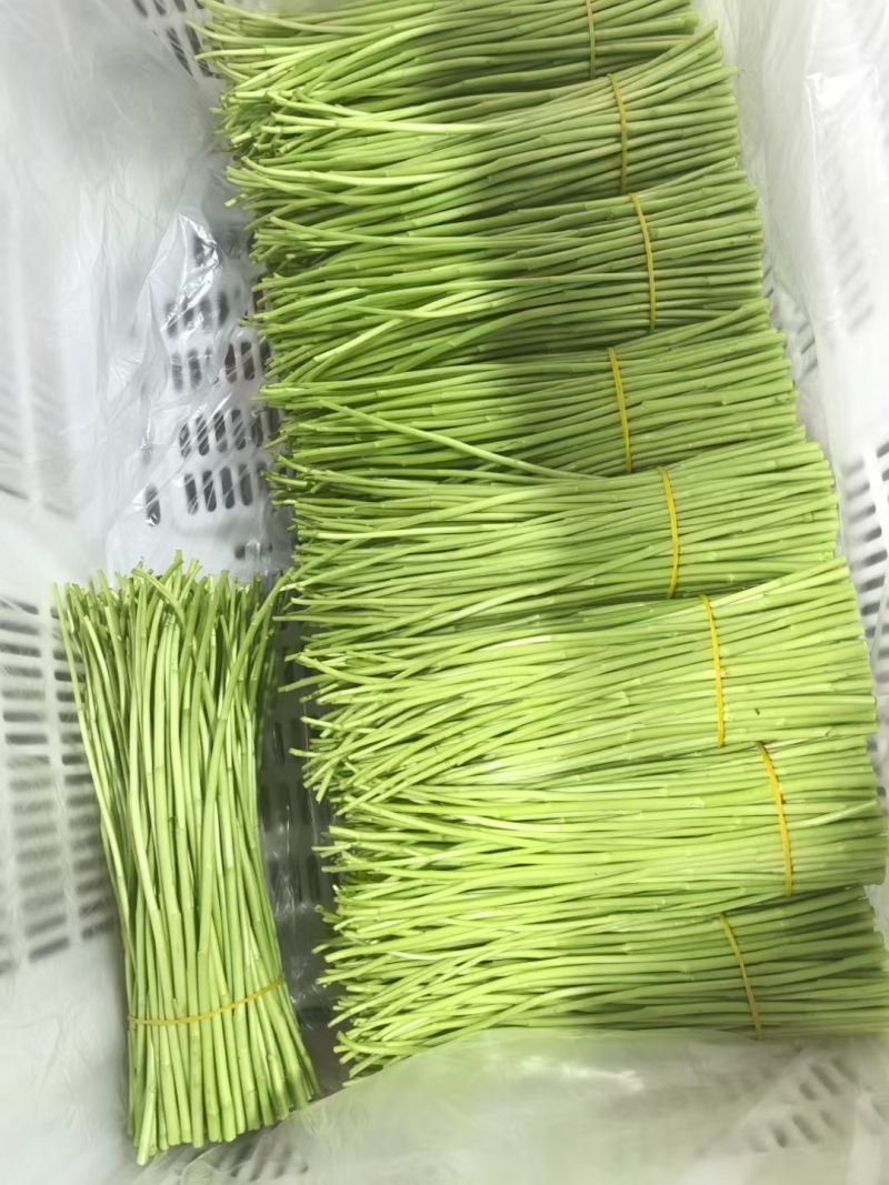 云南藜蒿（芦蒿）