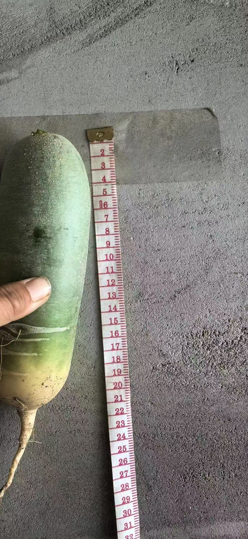 青皮水果萝卜，嘎嘎脆，水分嘎嘎足