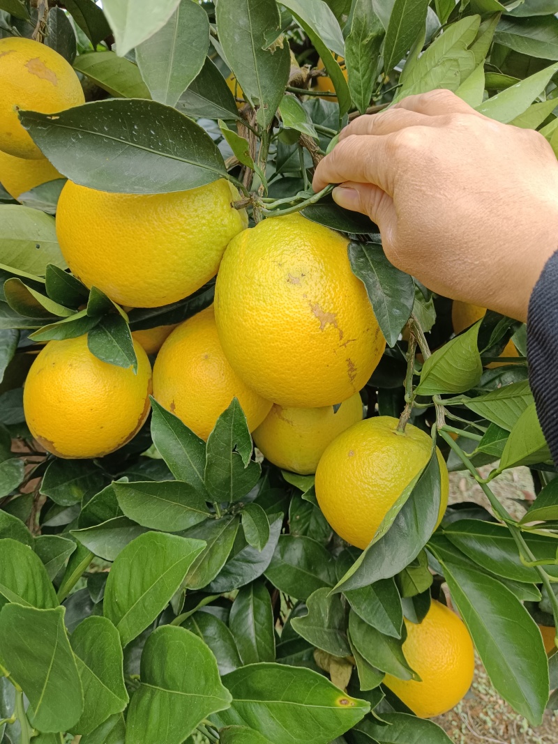 广西，特产，精品，纽荷尔，橘橙。