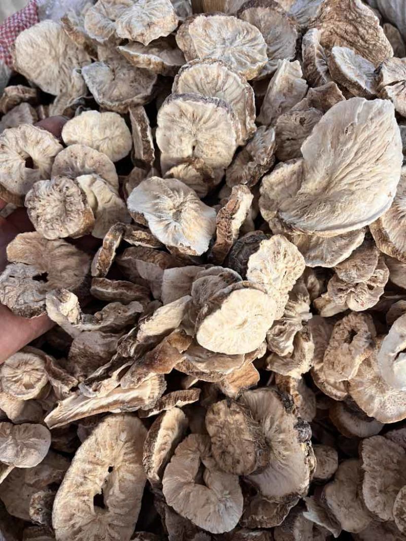 菊苣根