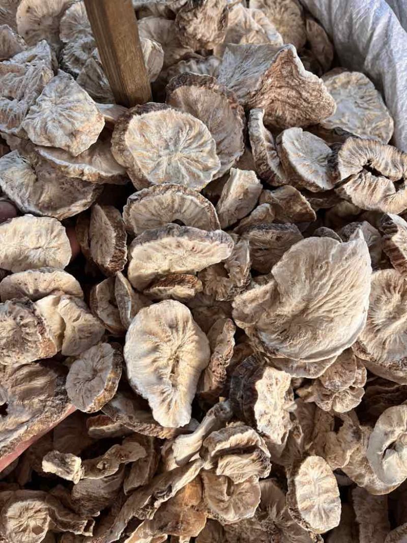 菊苣根
