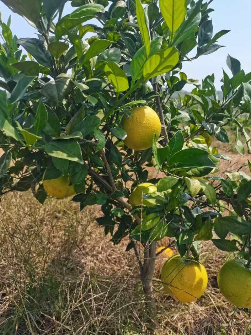 湖南蜜香脐橙