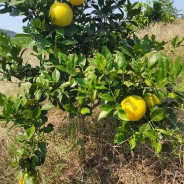 湖南蜜香脐橙
