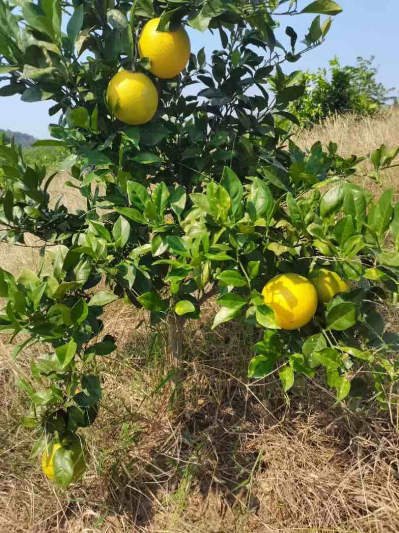 湖南蜜香脐橙