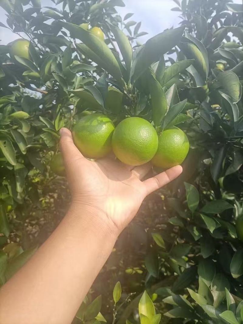 红江澄