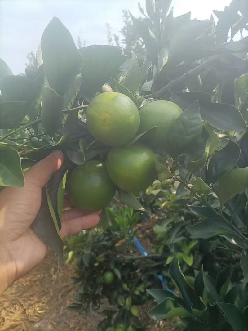 红江澄