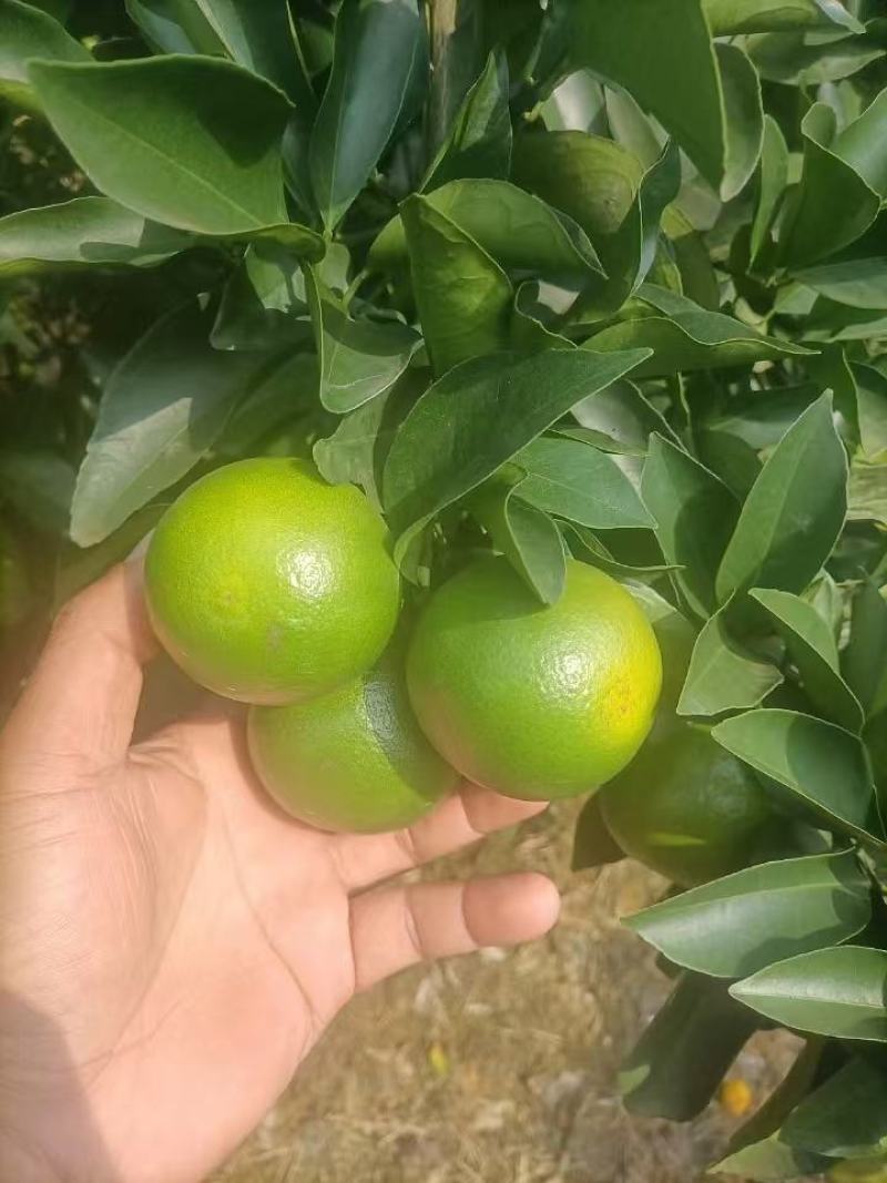 红江澄