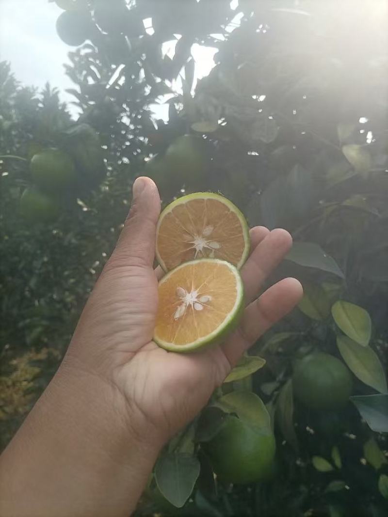红江澄