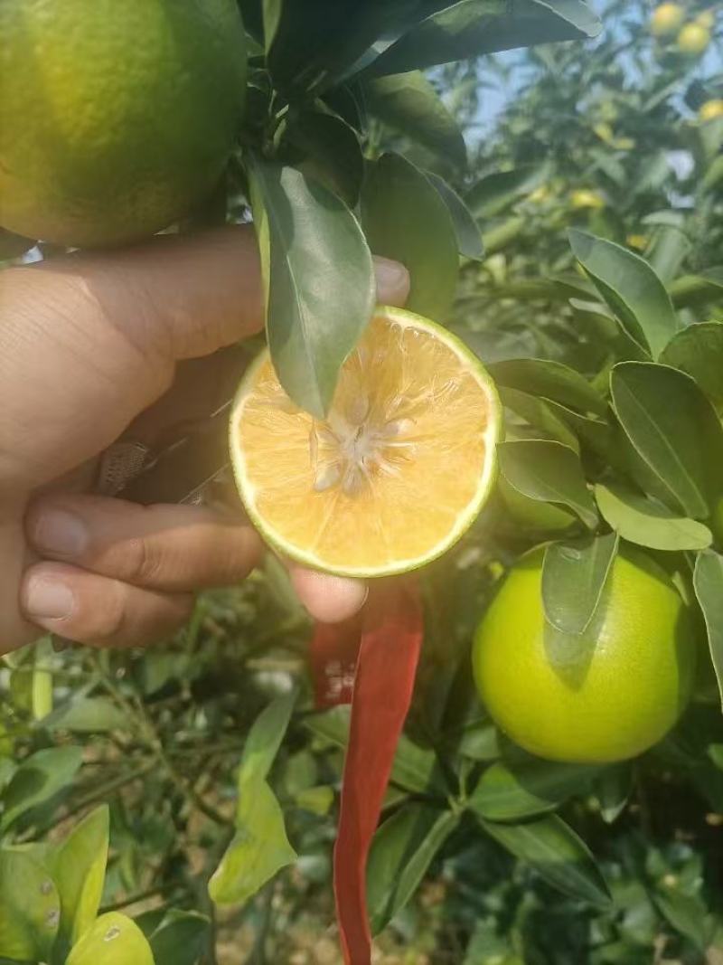 红江澄