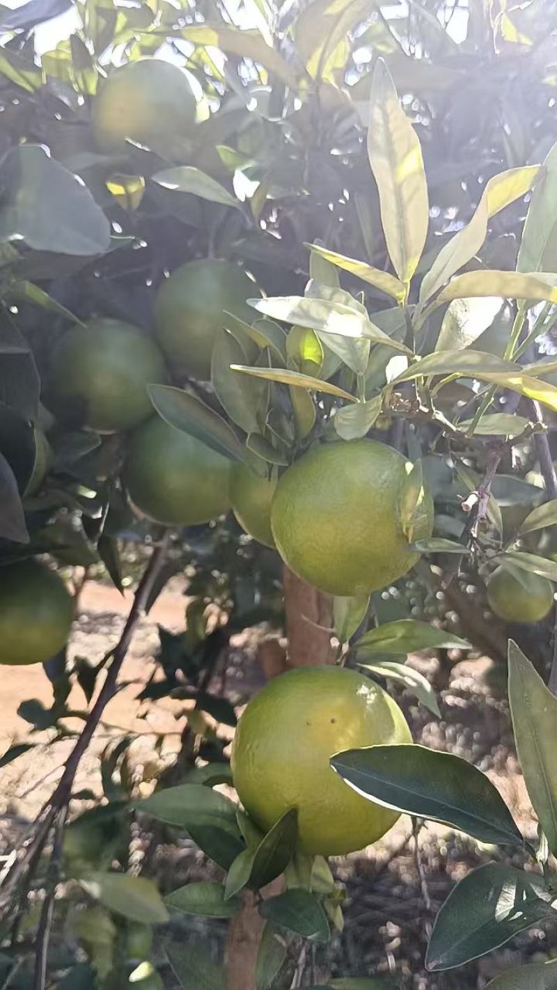 红江澄