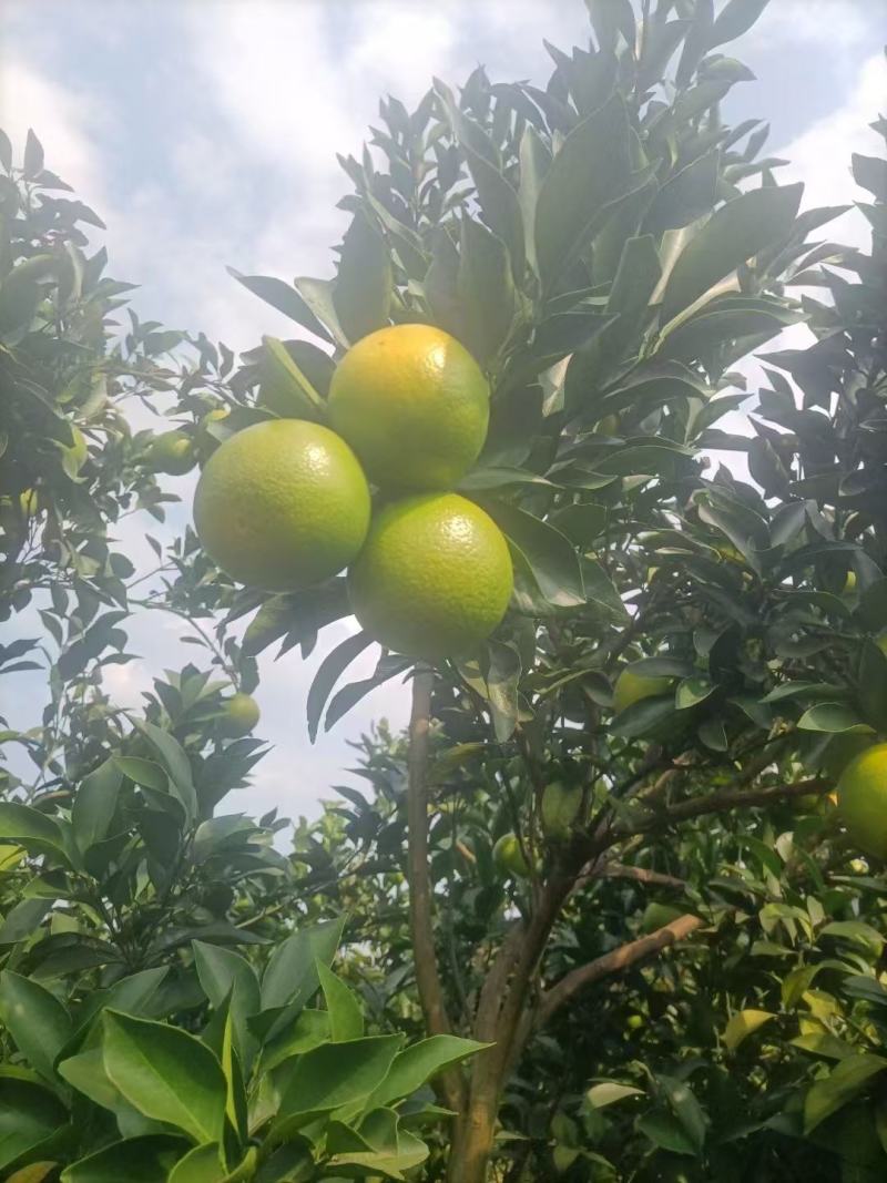红江澄