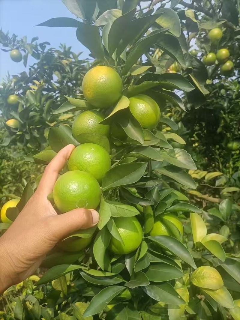 红江澄