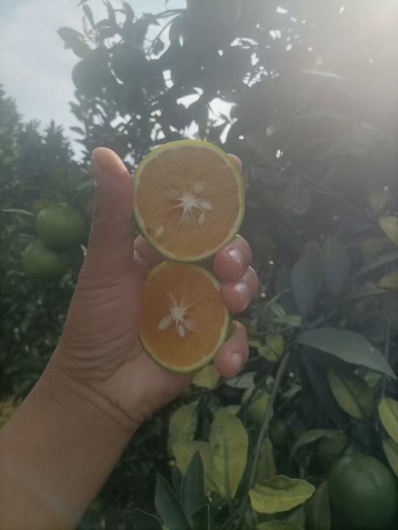红江澄