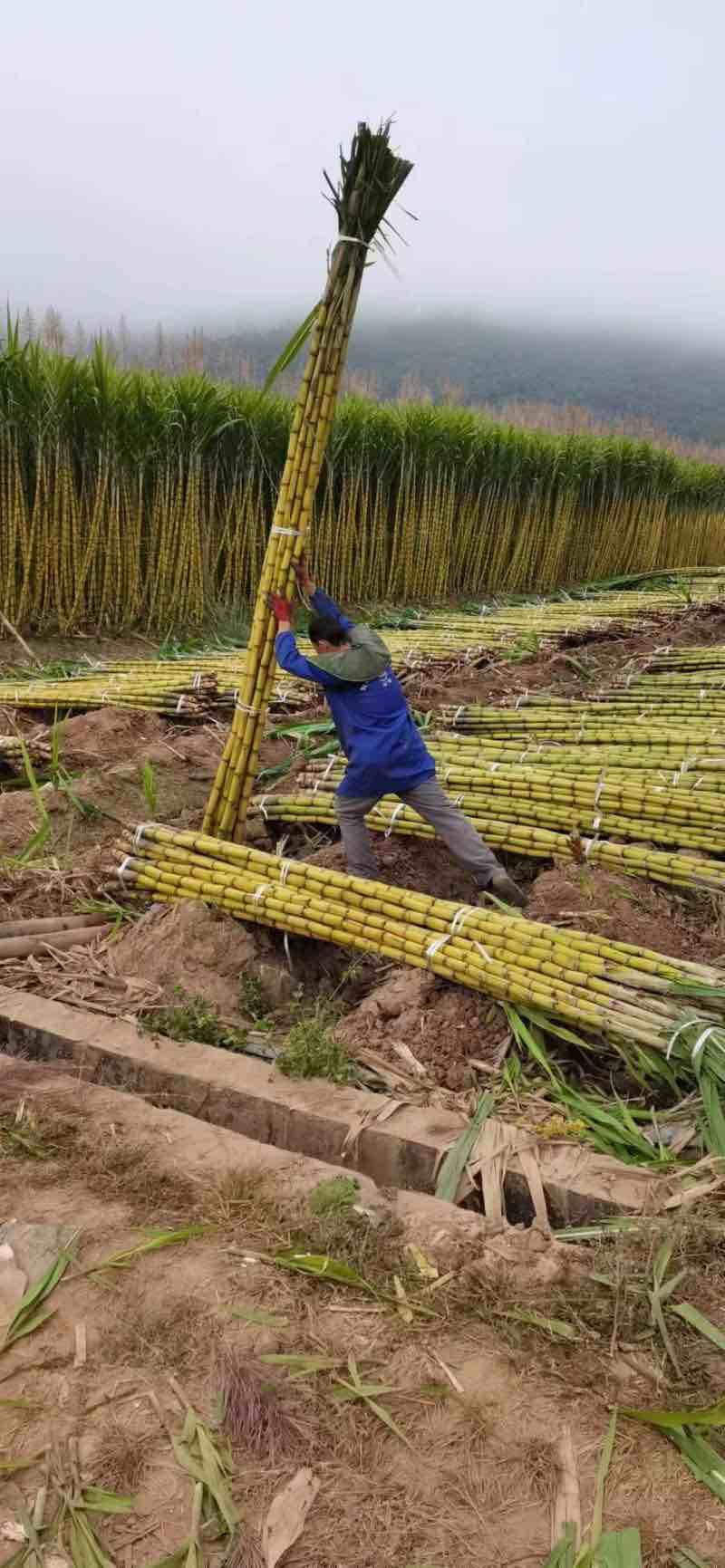 西双版纳黄金水果甘蔗