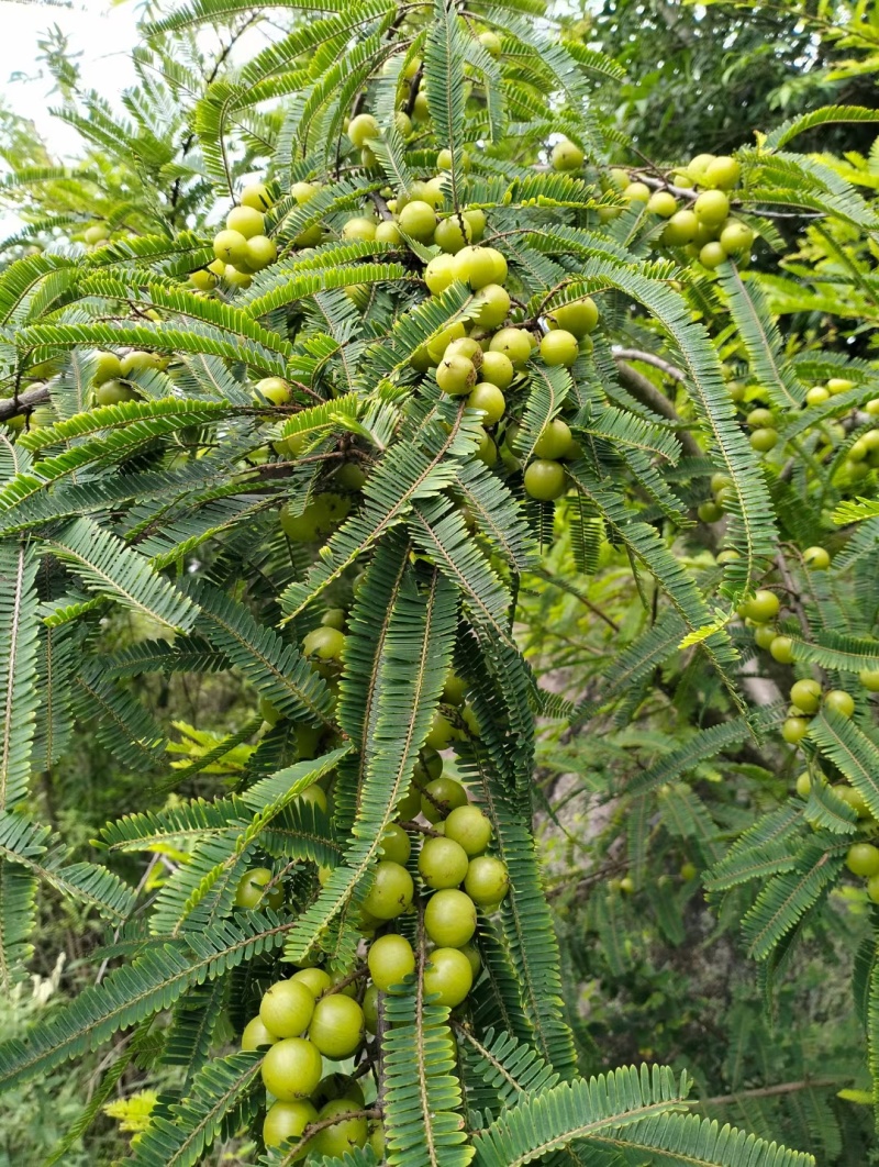 野生橄榄，量大，可大量发货。