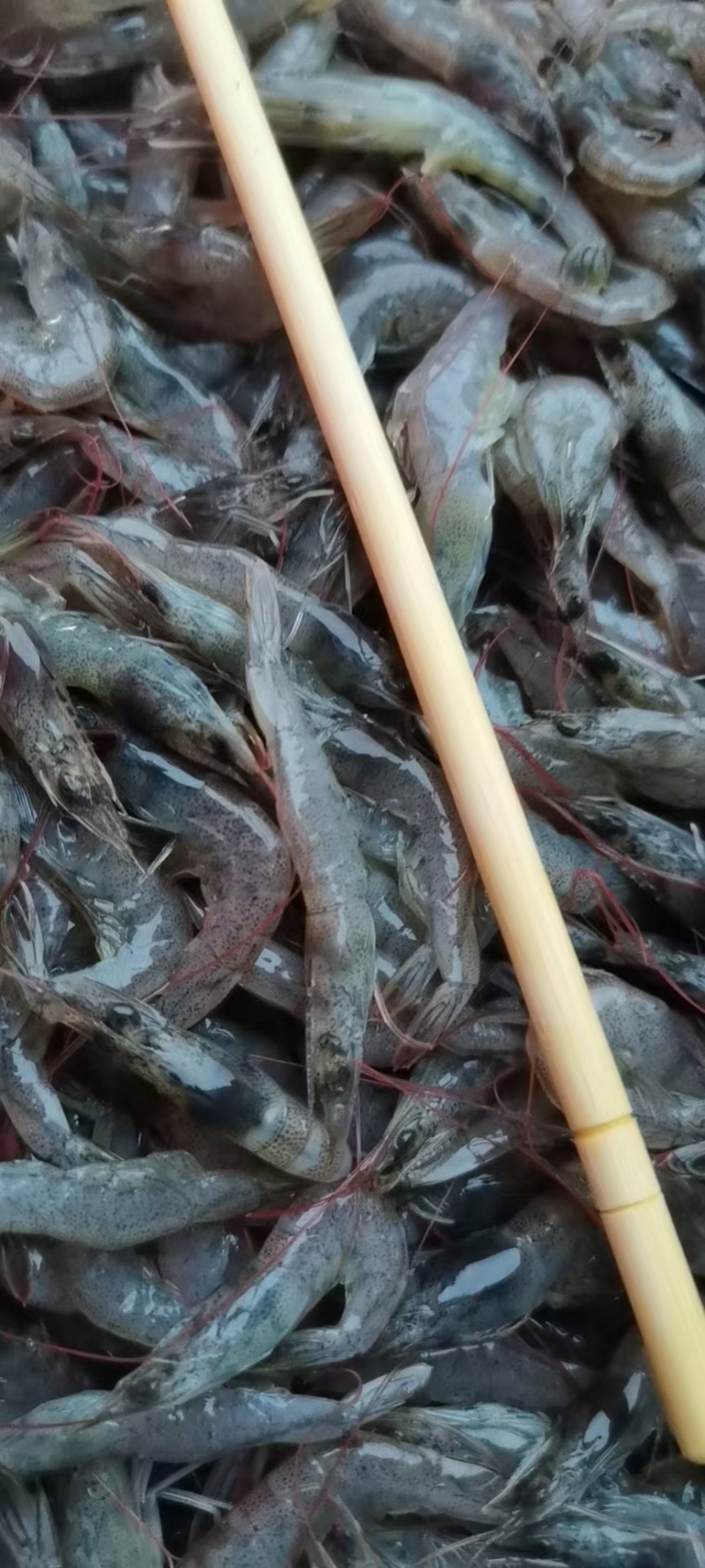 小海虾海鲜批发水产大量有货常年批发.你好老板: