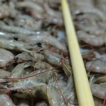 小海虾海鲜批发水产大量有货常年批发.你好老板: