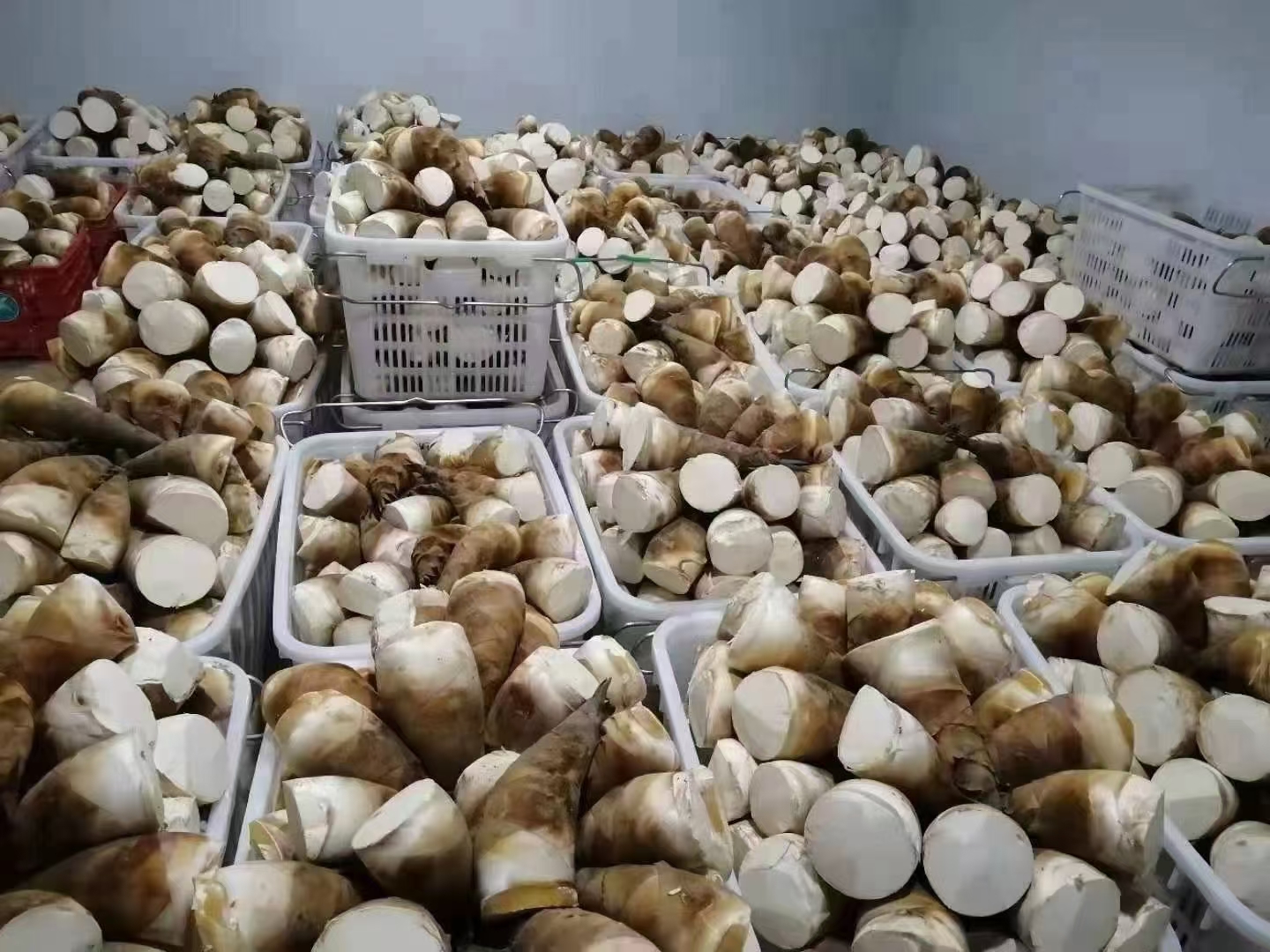 菜市场中售卖的新鲜竹笋场景,竹笋整齐摆放在塑料筐内,表面湿润,显示新鲜度高 一位市民在菜市场挑选新鲜竹笋,摊位上摆放着多种大小不一的带壳竹笋,背景有其他顾客围观