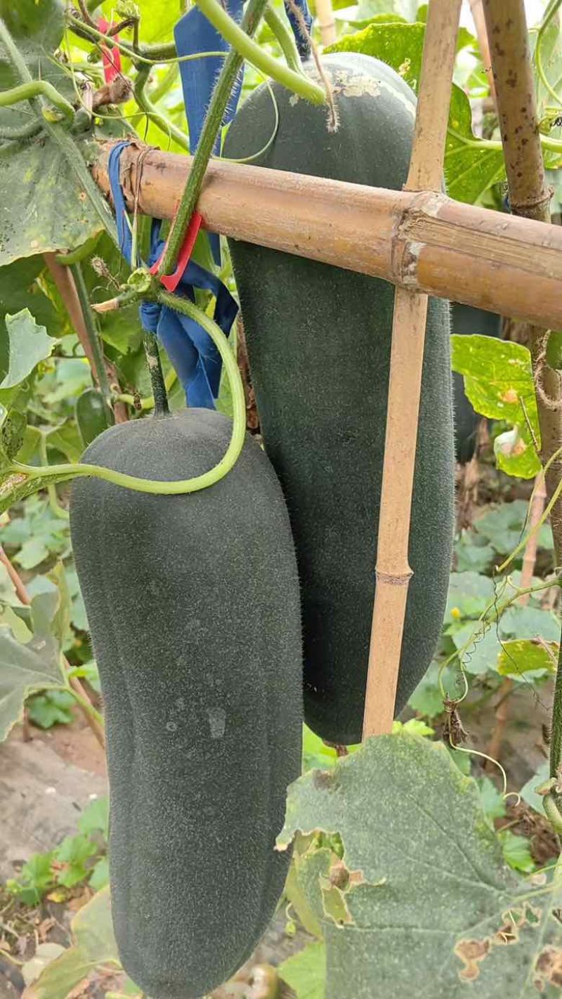 湖北天门黑冬瓜，产地直发，一手货源，保质保量