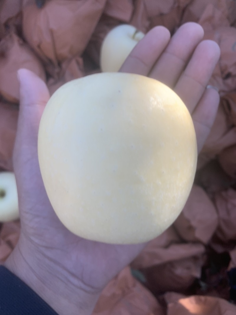 维纳斯黄金苹果欢迎采购