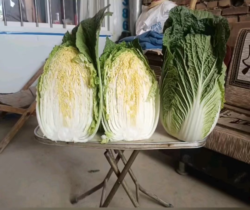 黄心白菜
