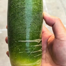 青皮萝卜