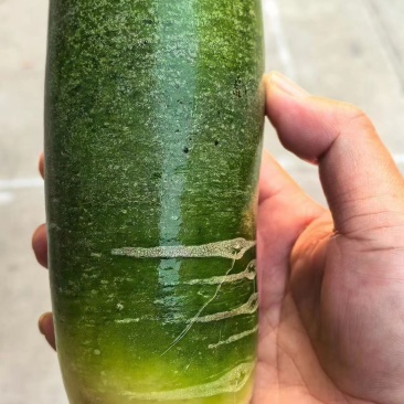 青皮萝卜