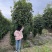 高杆桂花
