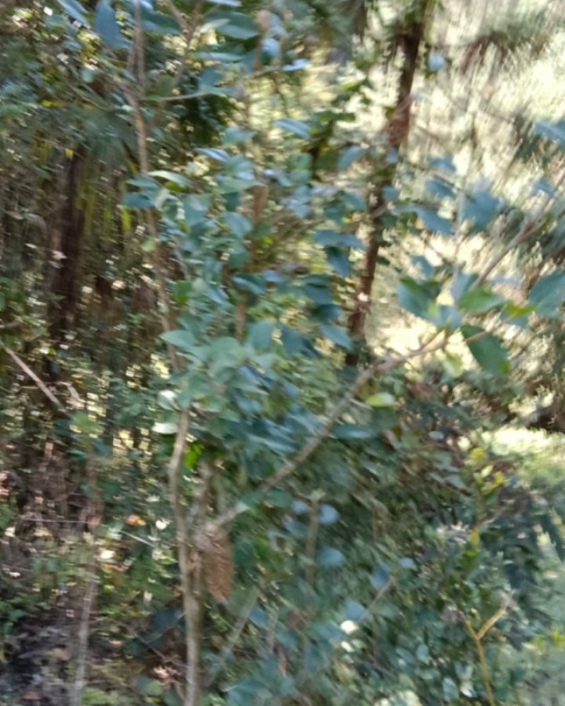 双勾藤