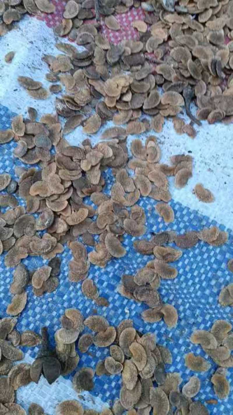 菏树籽