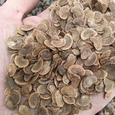 菏树籽