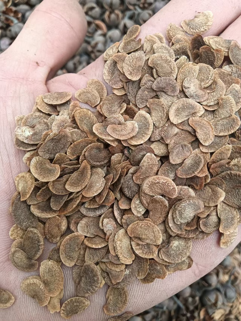 菏树籽